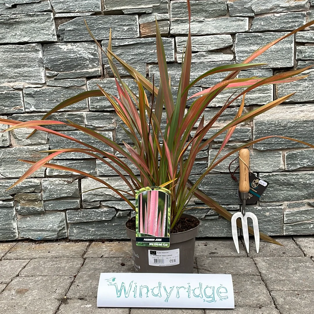 PHORMIUM TENAX JESTER - Image 2