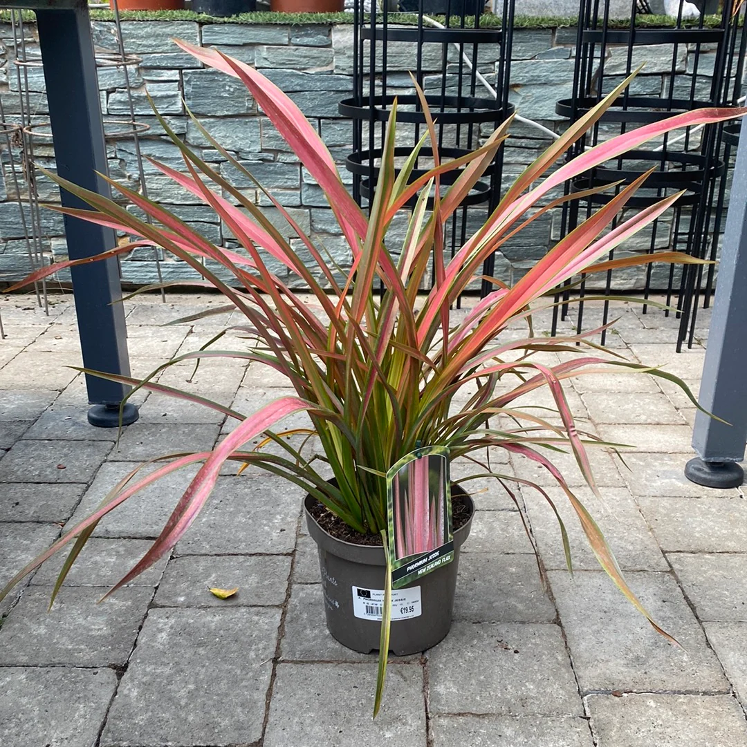 PHORMIUM TENAX JESTER - Image 3