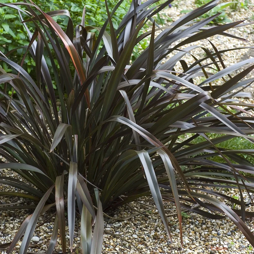 PHORMIUM TENAX PLATTS BLACKS