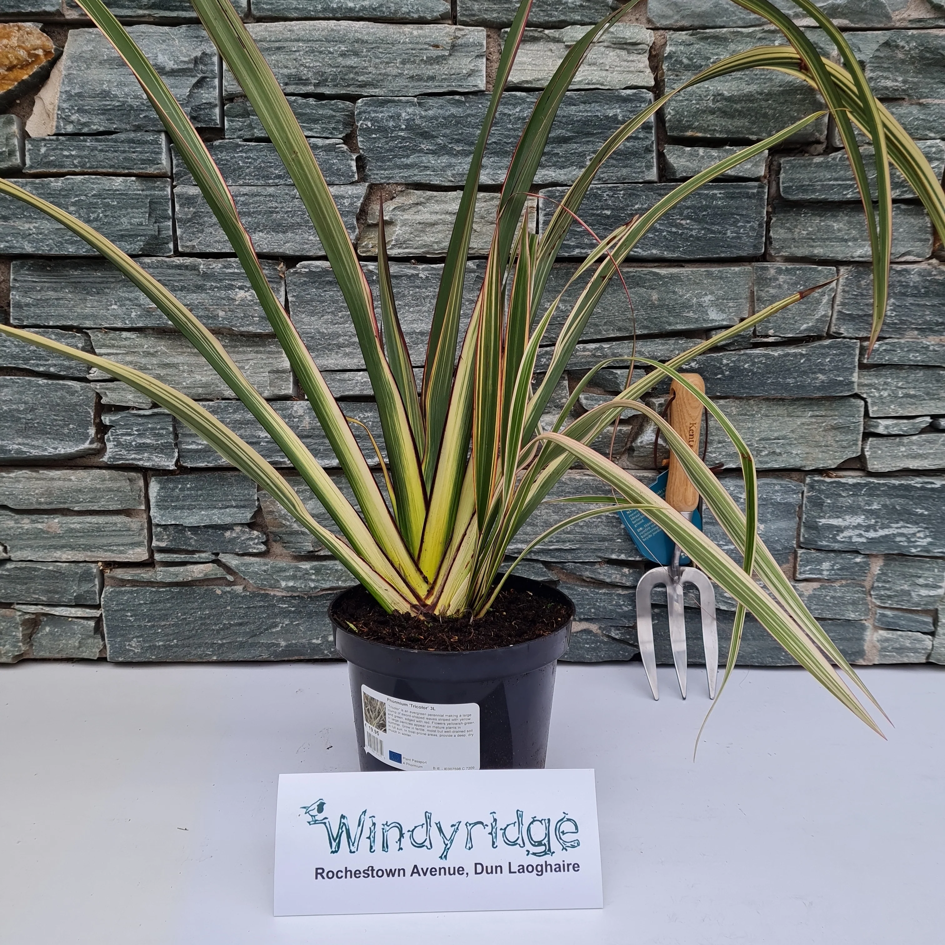 Phormium Tricolor - Image 2