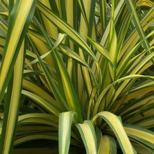 Phormium yellow wave