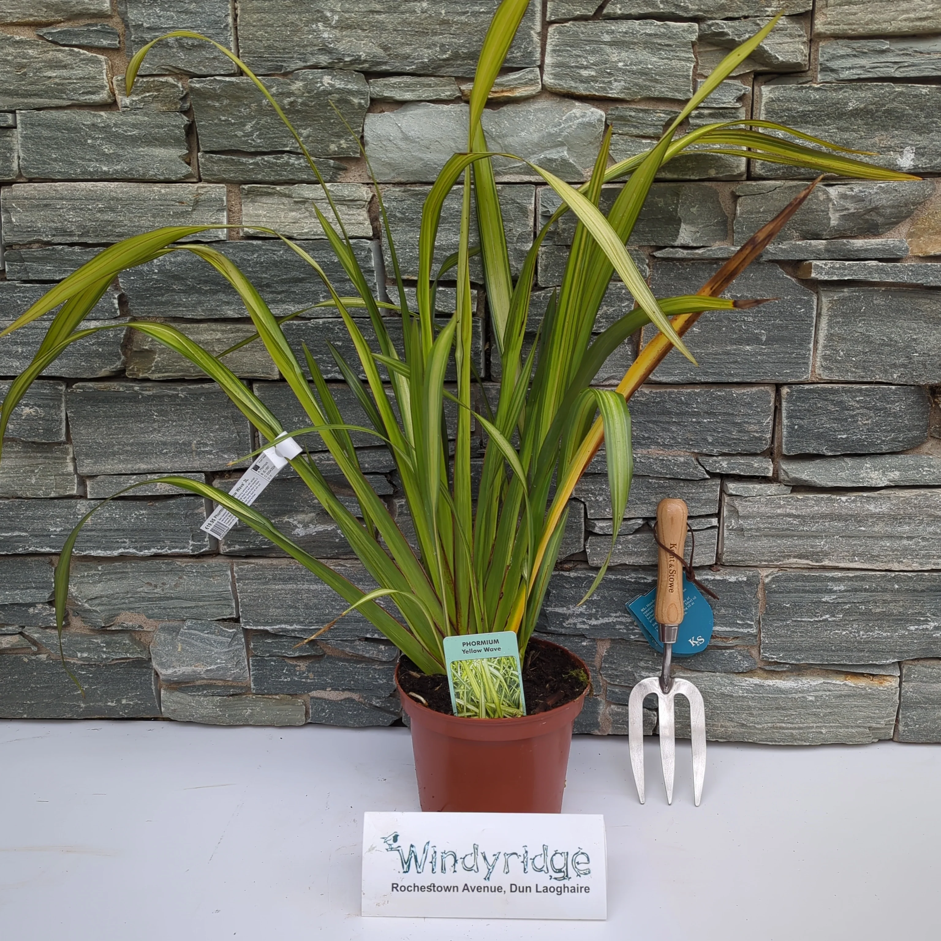 PHORMIUM Yellow wave  3L - Image 2