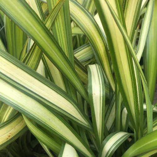 PHORMIUM Yellow wave  3L - Image 3