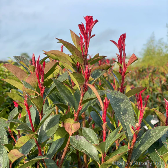 Photina Carre Rouge