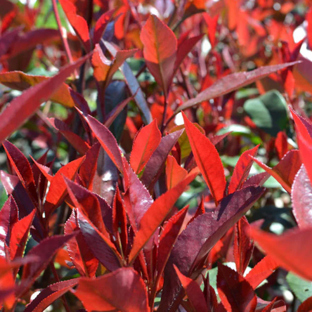 Photinia Carre Rouge P29 - Image 2