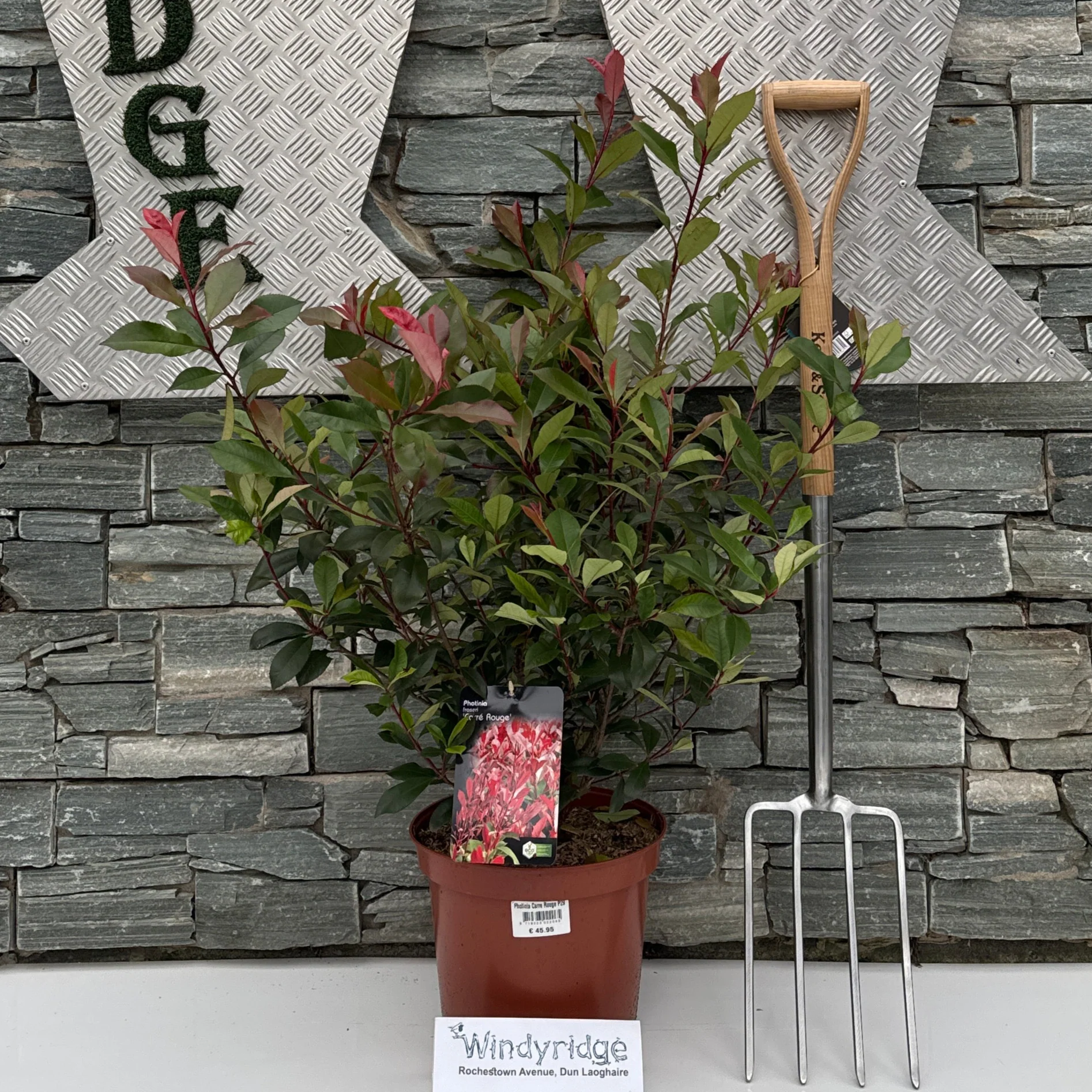 Photinia Carre Rouge P29 - Image 3