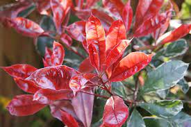 Photinia fra. Red Robin - Image 3