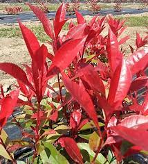 Photinia fras. Carr Rouge