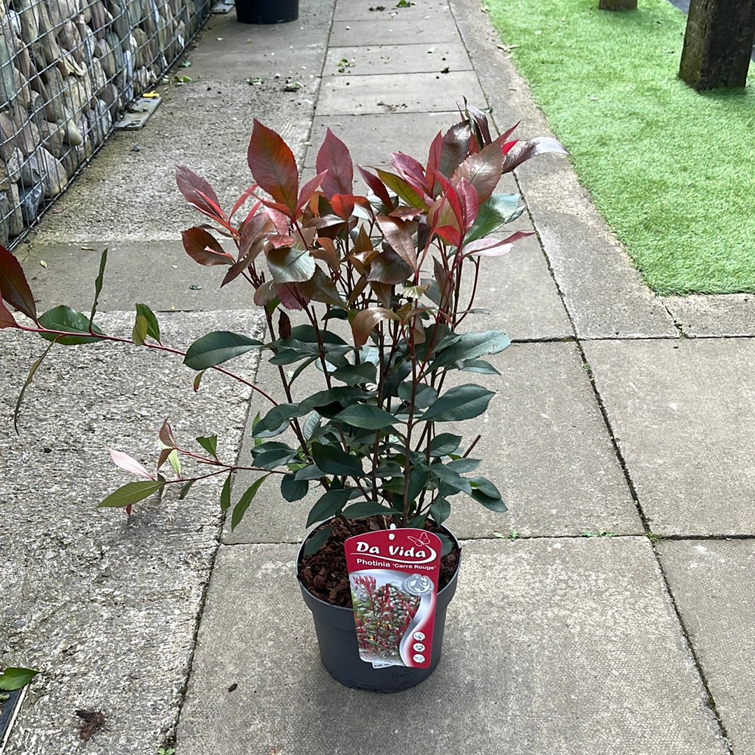 Photinia fras. Carr Rouge - Image 2