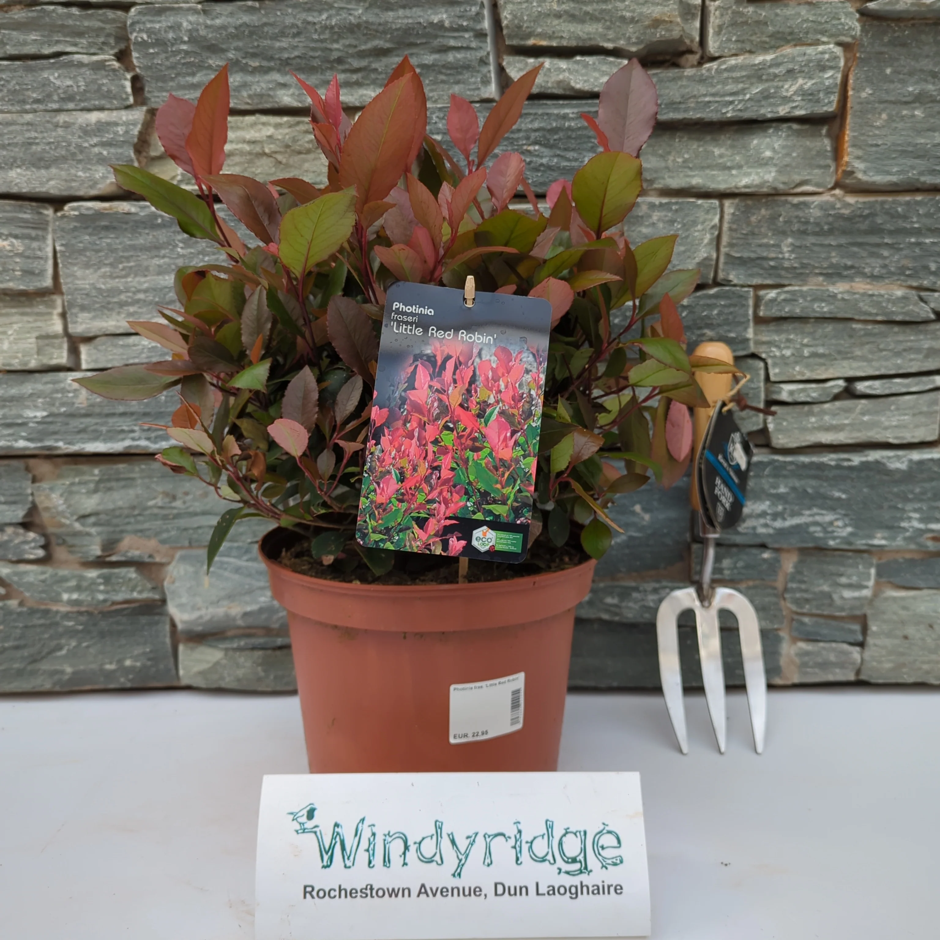 Photinia fras. Little Red Robin - Image 2