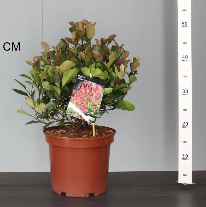 Photinia fras. Little Red Robin - Image 3