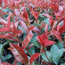 Photinia fras. Little Red Robin - Image 2