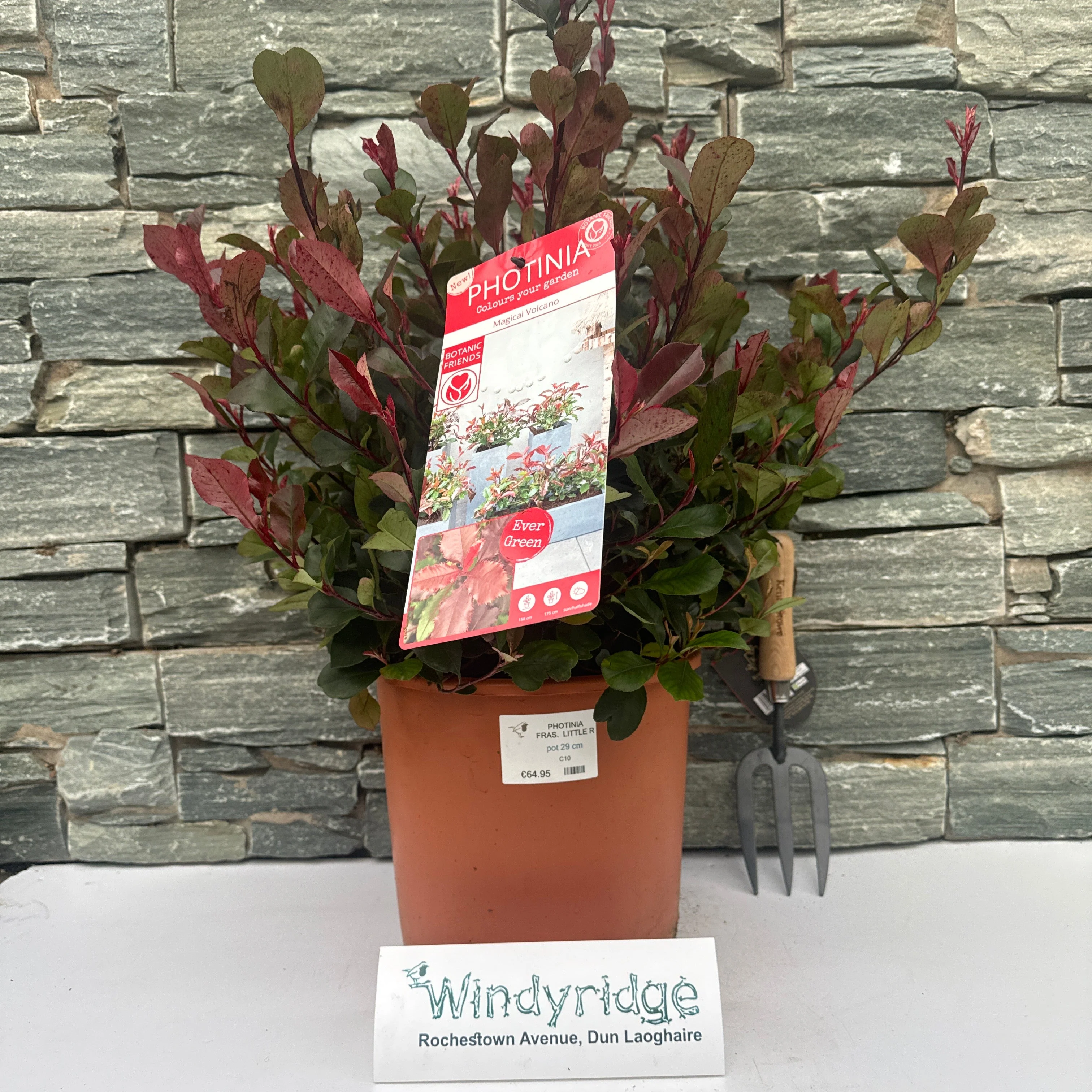 PHOTINIA FRAS. LITTLE RED ROBIN - Image 2