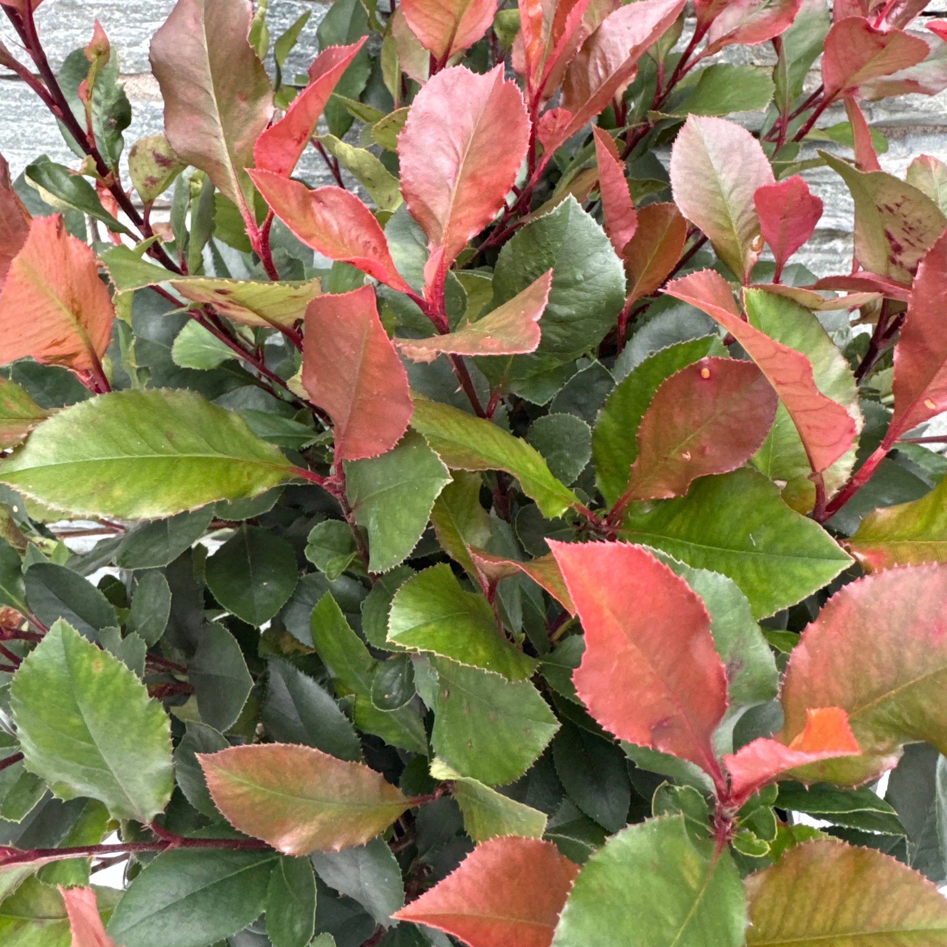 Photinia fras. Little Red Robin - Image 2