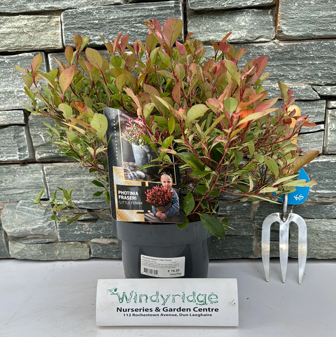 Photinia fraseri Little Fenna  3 Ltr pot - Image 2
