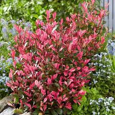 Photinia fraseri Little Fenna  3 Ltr pot - Image 3