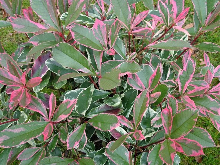Photinia fraseri Louise