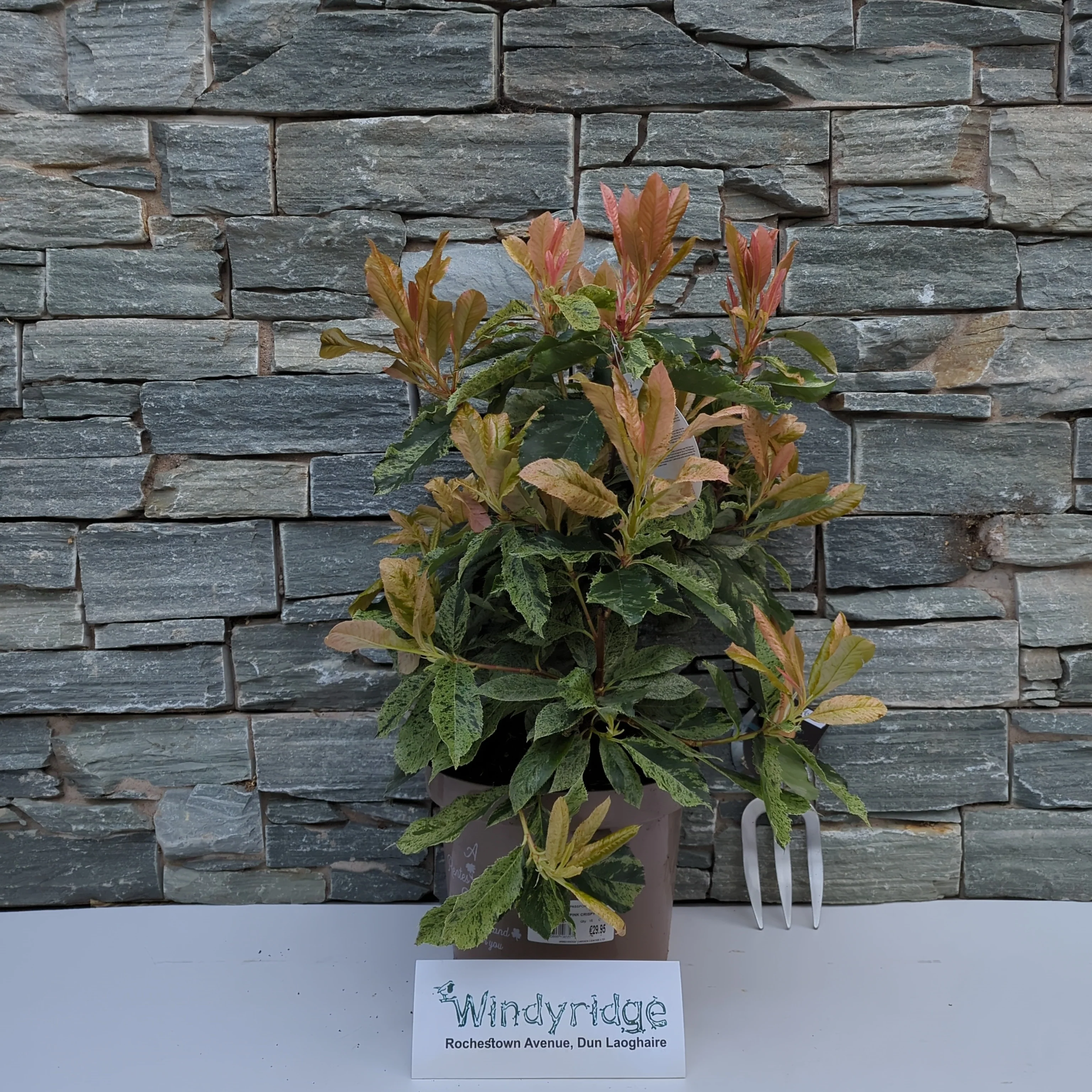 PHOTINIA S. PINK CRISPY - Image 2