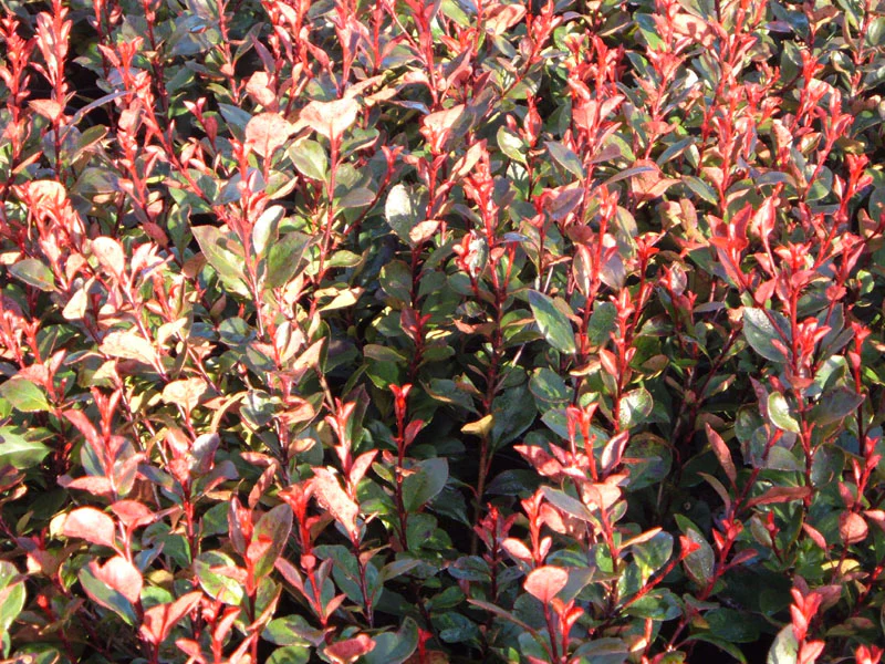 PHOTINIA SERR. ATROPURPUREA NANA CLT 10