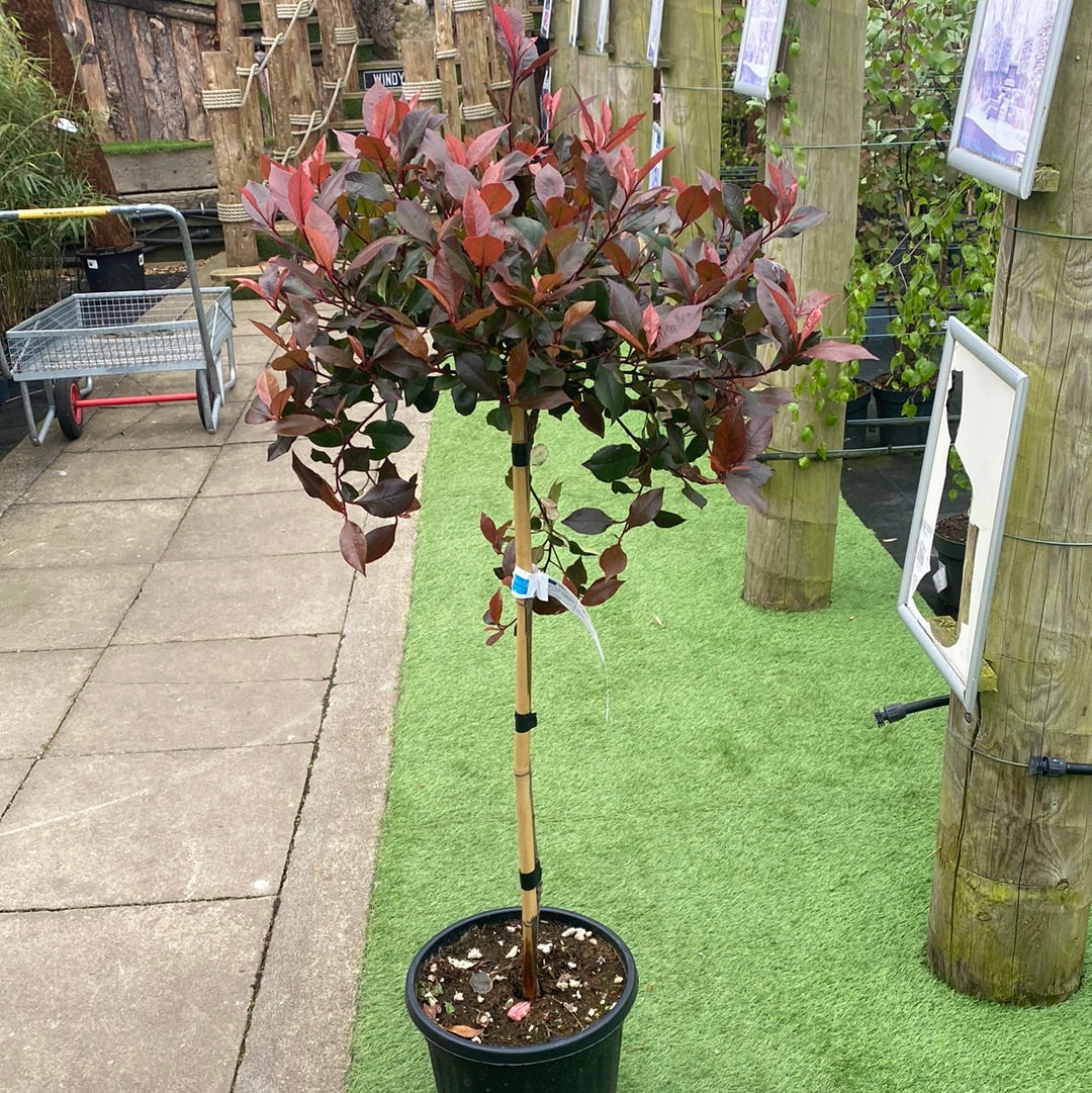 PHOTINIA SERR. ATROPURPUREA NANA CLT 15 / 18 CIRC. TR. 04 - 06 CHIOMA 35 - 40 CM   1/2 STD - Image 2