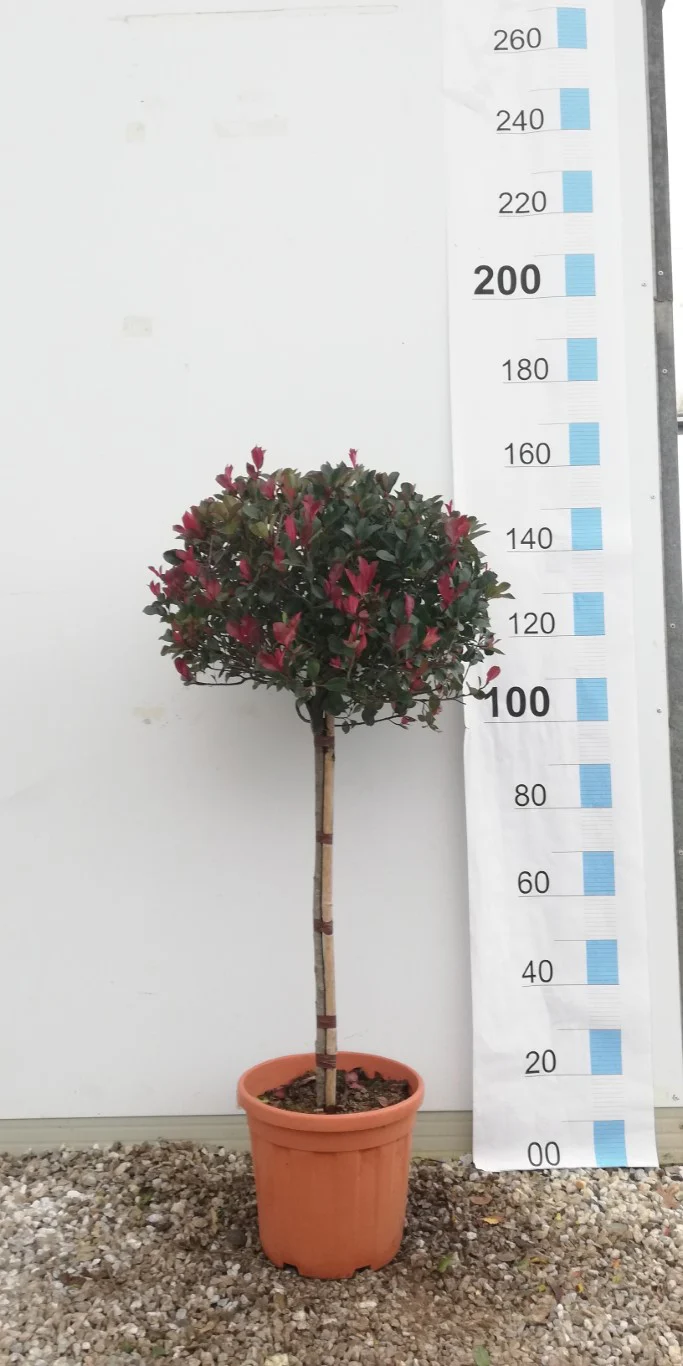 PHOTINIA SERR. ATROPURPUREA NANA CLT 20 / 25   CIRC. TR. 06 - 08 CHIOMA 50 - 60 CM 1/2 STD - Image 2