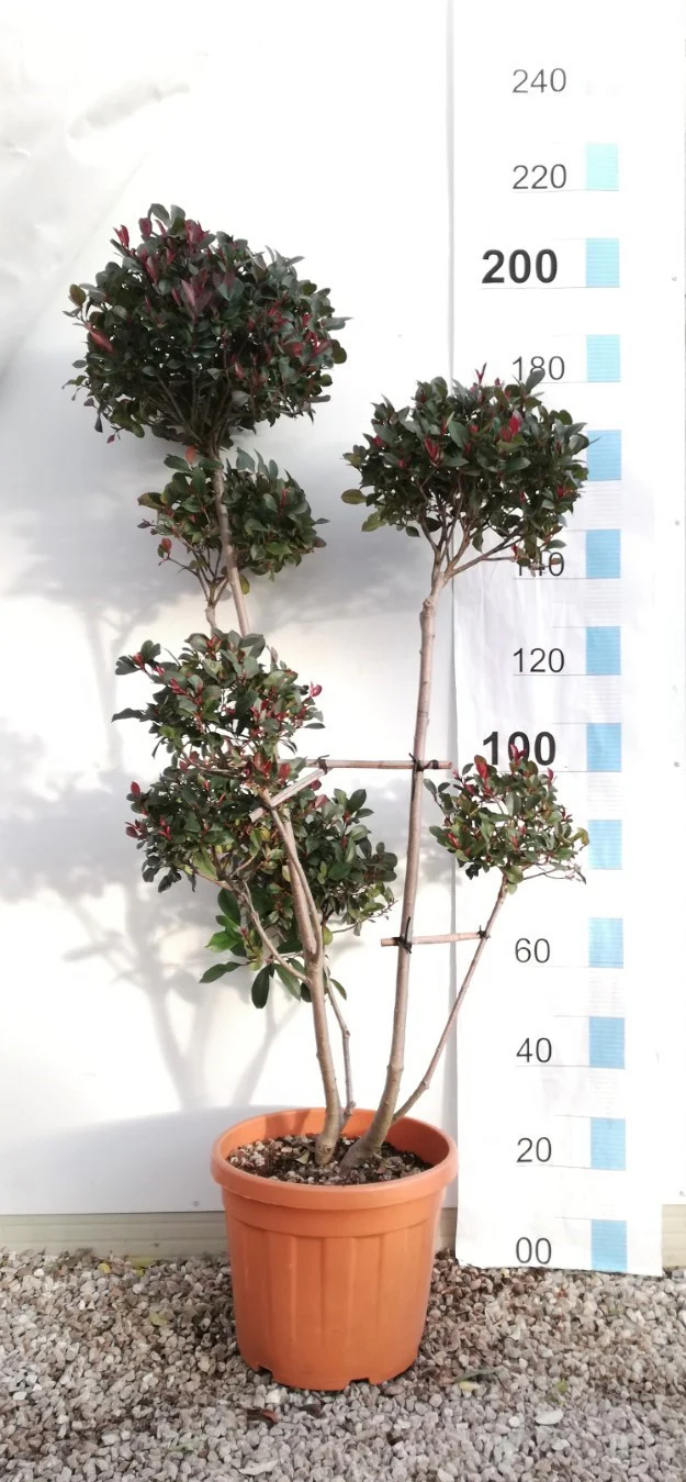 PHOTINIA SERR. ATROPURPUREA NANA CLT 35 H 140 - 160 CM     PON PON FORTI