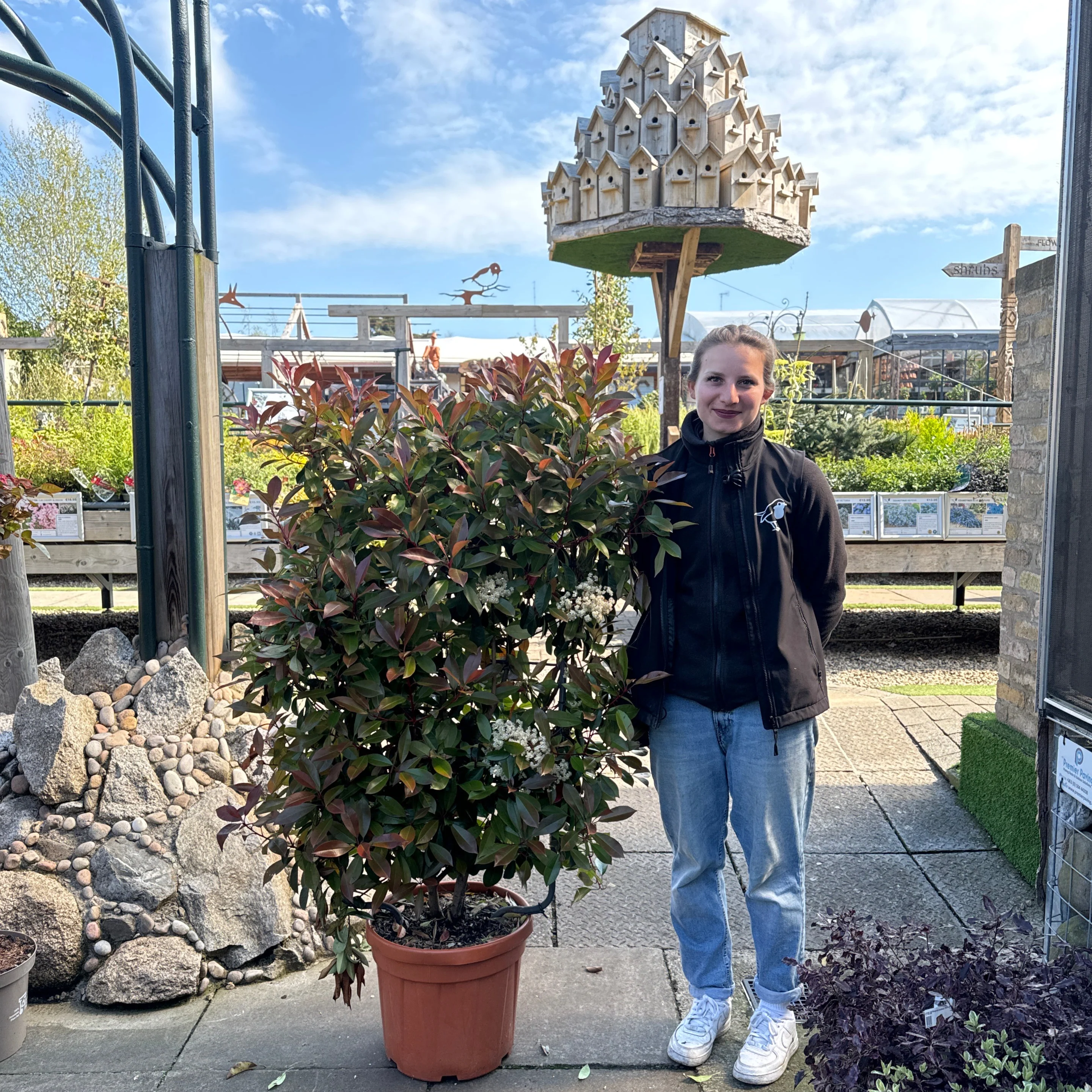 PHOTINIA SERR. CORALLO CLT 30      SPALLIERA IN METALLO H 85 X L 50 CM