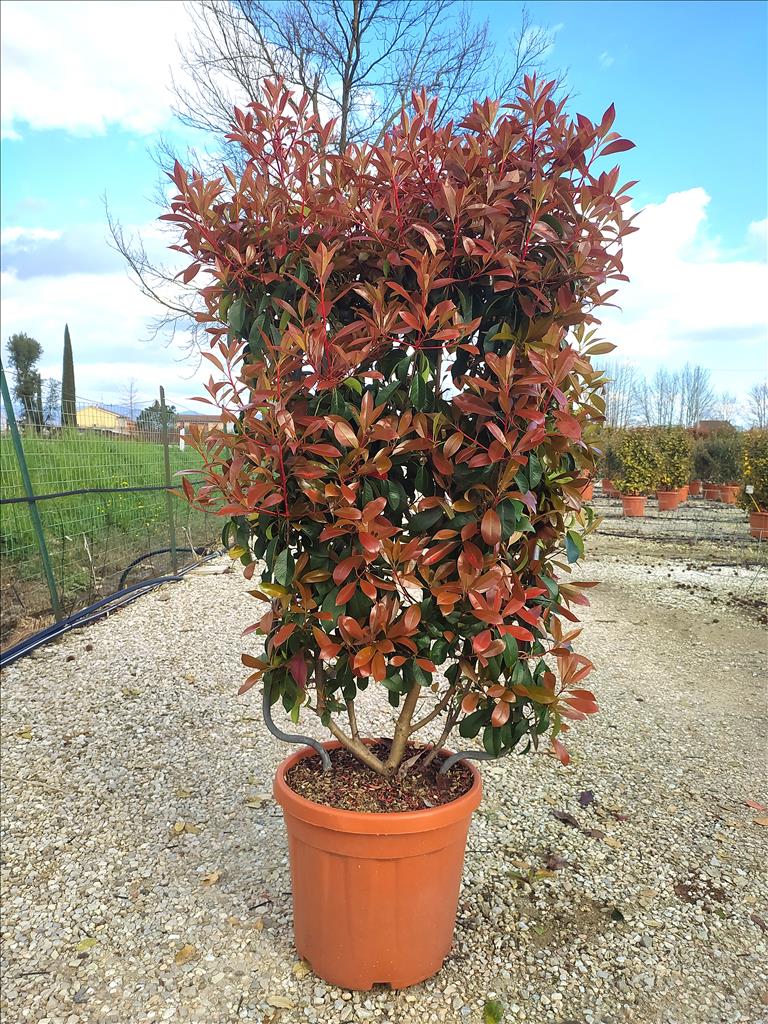 PHOTINIA SERR. CORALLO CLT 30      SPALLIERA IN METALLO H 85 X L 50 CM - Image 2
