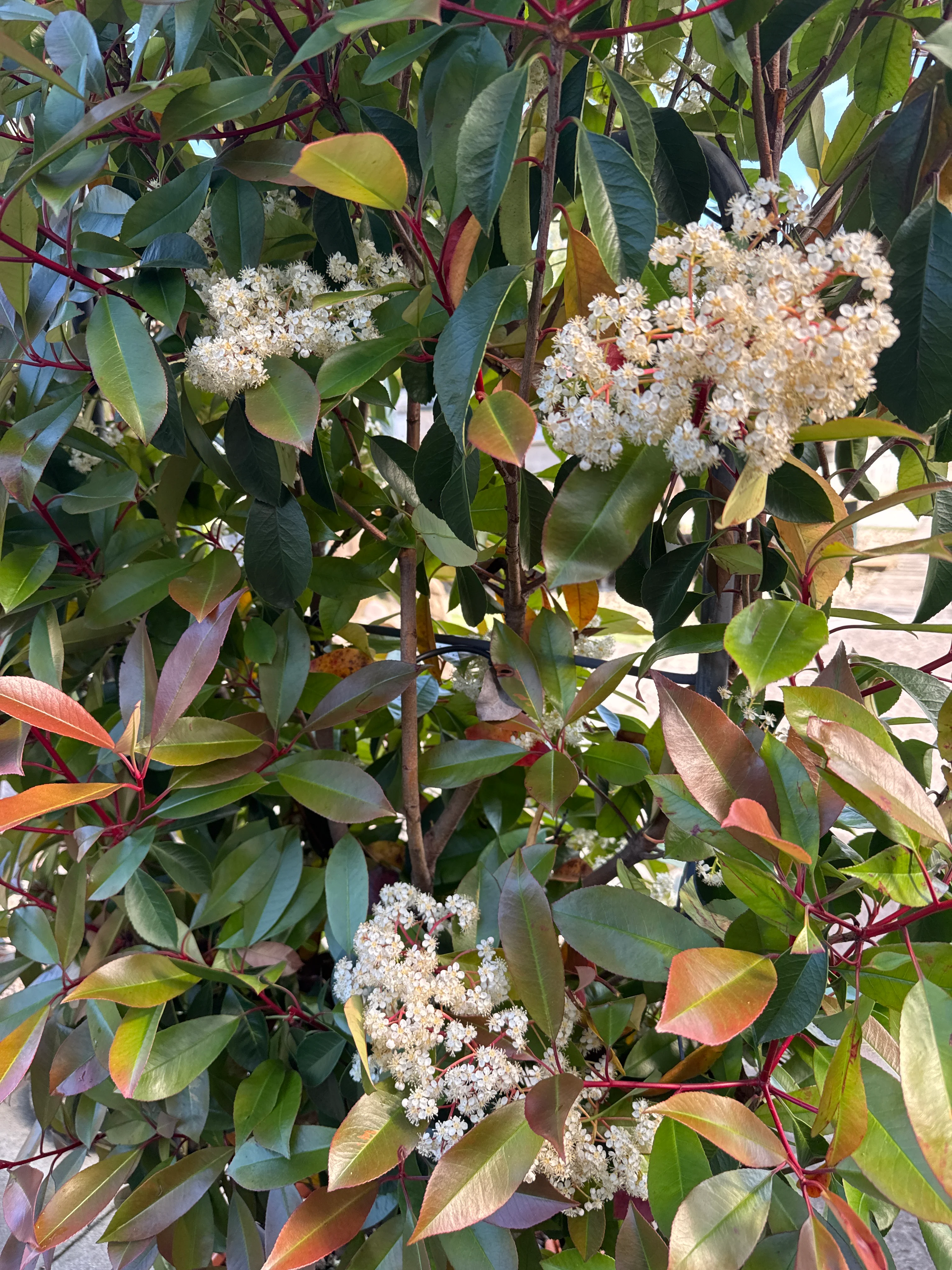 PHOTINIA SERR. CORALLO CLT 30      SPALLIERA IN METALLO H 85 X L 50 CM - Image 3