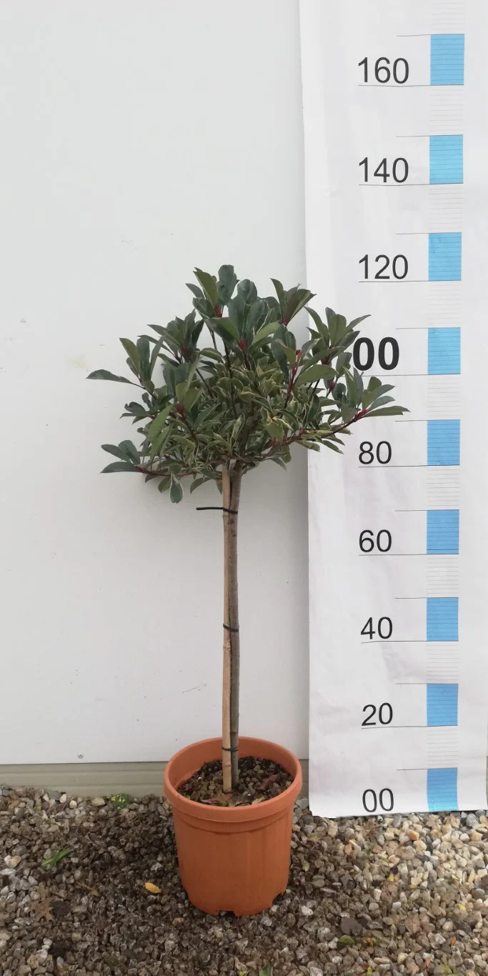PHOTINIA SERR. PINK MARBLE CLT 10     1/4 STD