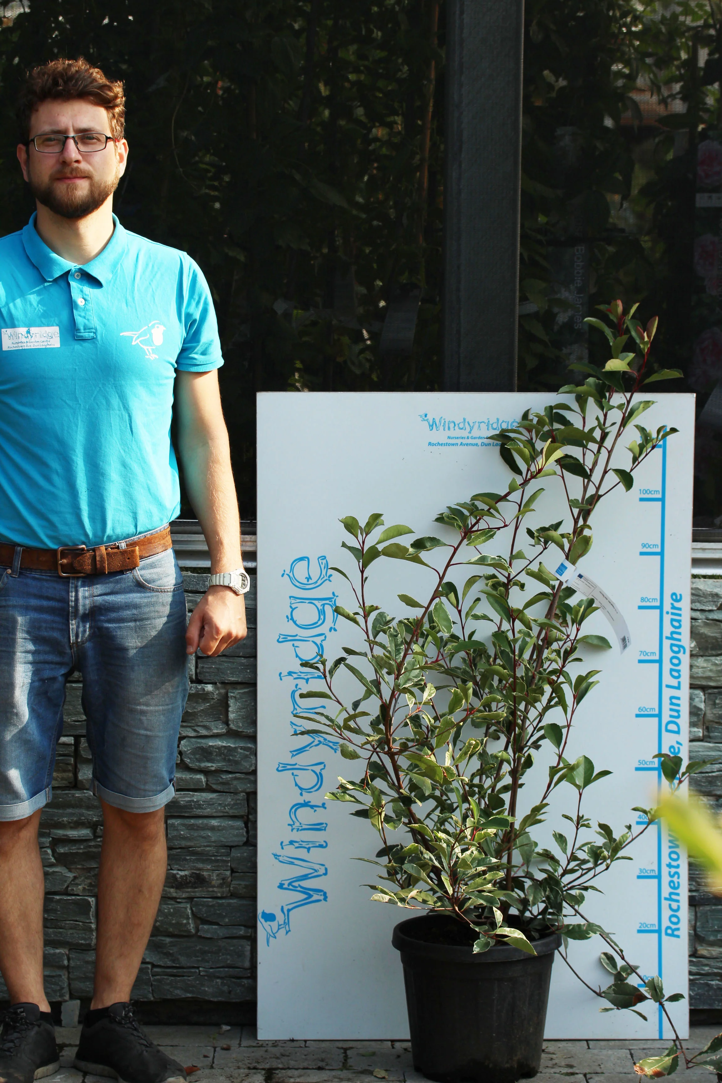 PHOTINIA SERR. PINK MARBLE CLT 10 - Image 3
