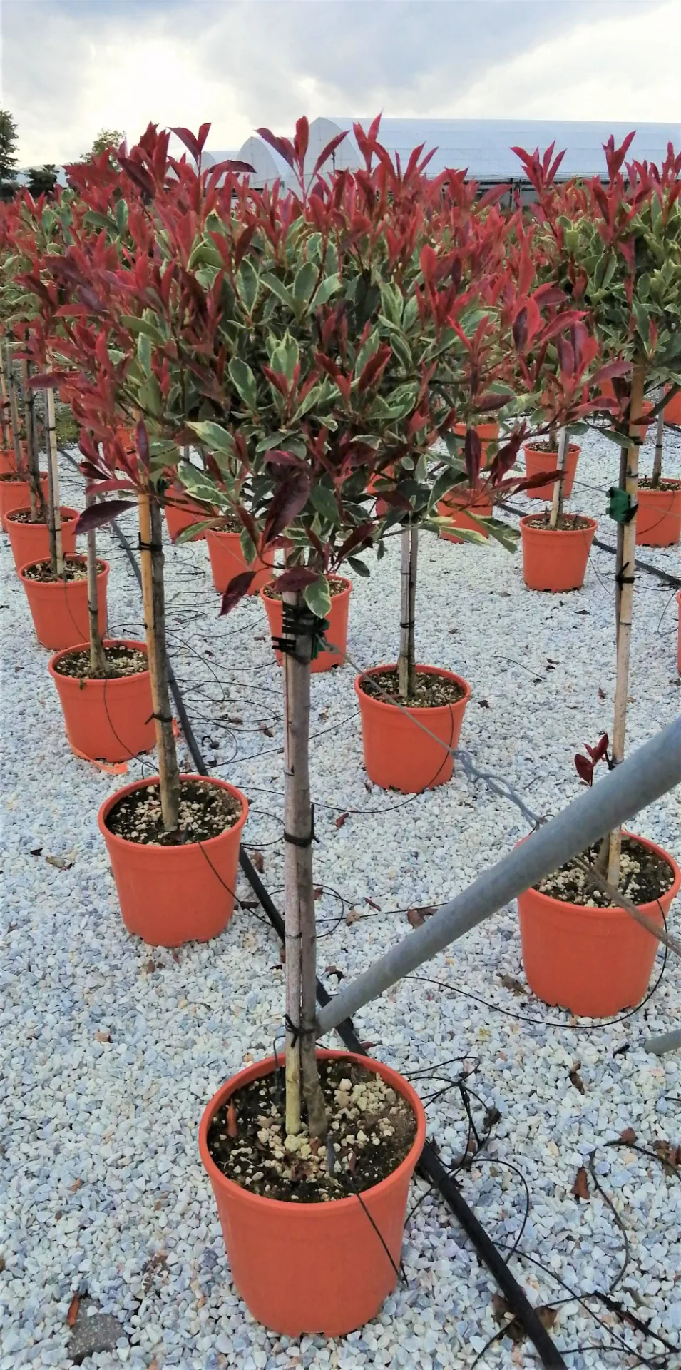 PHOTINIA SERR. PINK MARBLE CLT 15 / 18 CIRC. TR 04 - 06 CHIOMA 35 - 40 CM 1/2 STD