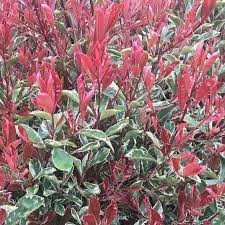 PHOTINIA SERR. 'PINK MARBLE' CLT 30      SPALLIERA IN METALLO 90 X 55 CM - Image 2
