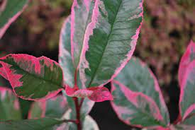 PHOTINIA SERR. 'PINK MARBLE' CLT 30      SPALLIERA IN METALLO 90 X 55 CM - Image 3