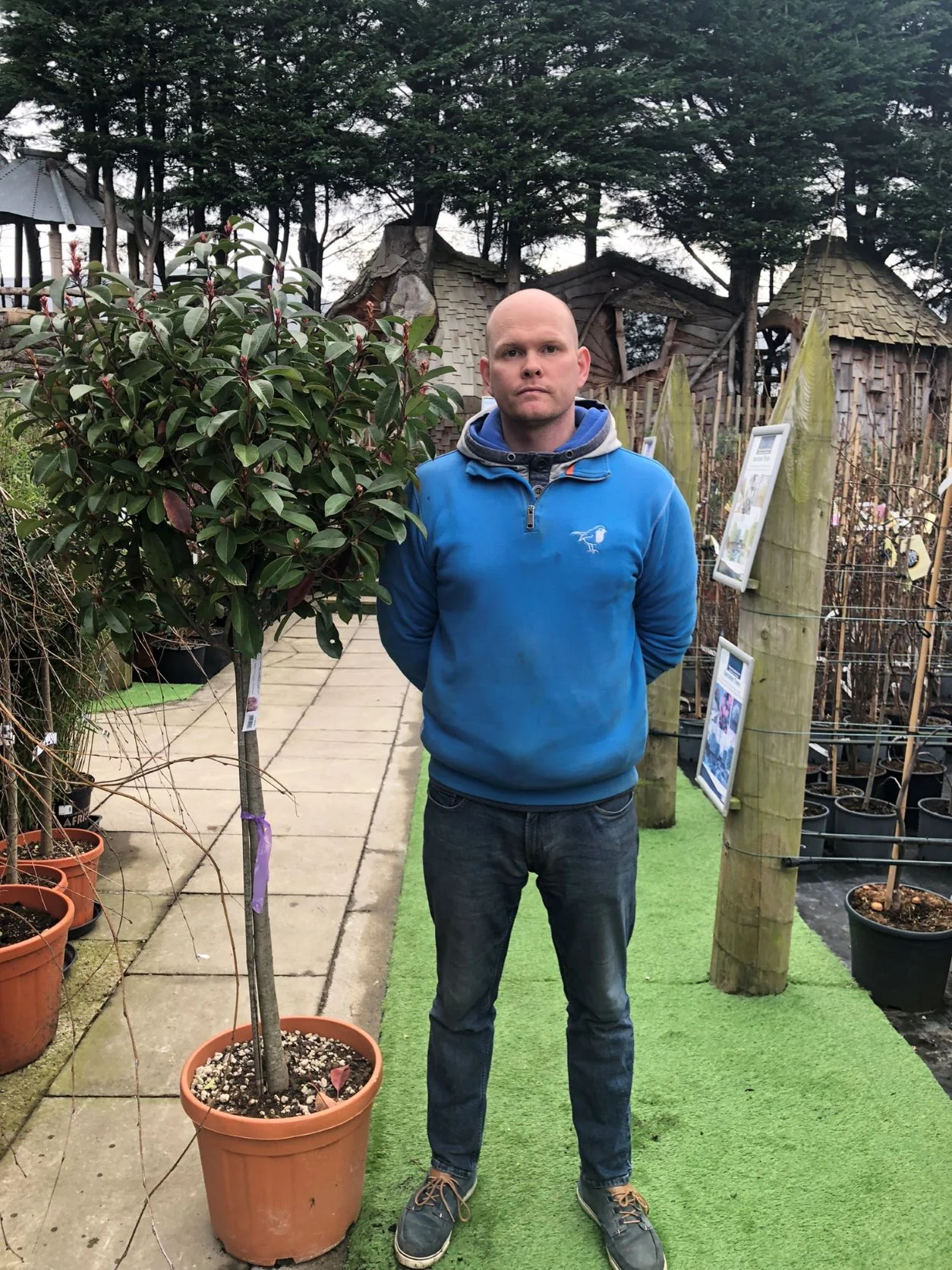 PHOTINIA SERR. RED ROBIN CLT 25 / 30 CIRC. TR. 08 - 10 CM 1/2 STD CHIOMA 50 - 60 CM - Image 2