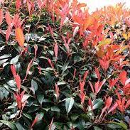 PHOTINIA SERR. RED ROBIN CLT 25 / 30 CIRC. TR. 08 - 10 CM 1/2 STD CHIOMA 50 - 60 CM - Image 3