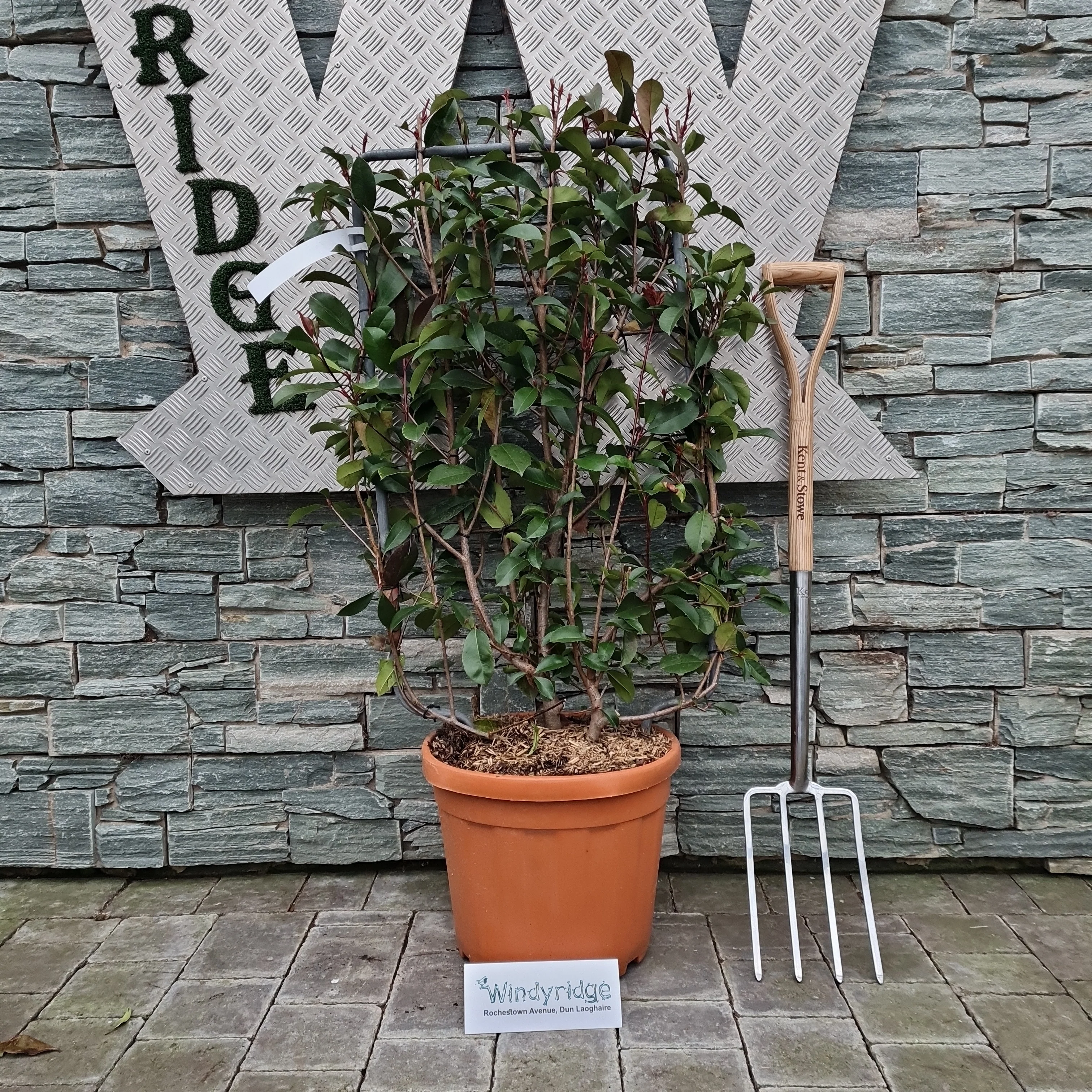PHOTINIA SERR. RED ROBIN CLT 30      SPALLIERA IN METALLO 85 X 50 CM