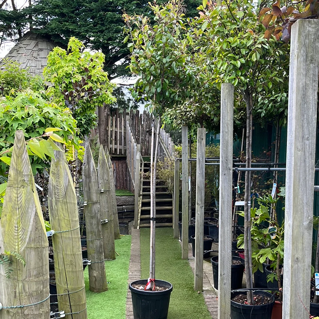 PHOTINIA SERR. RED ROBIN CLT 45 CIRC. TR. 08 - 10 CM STD