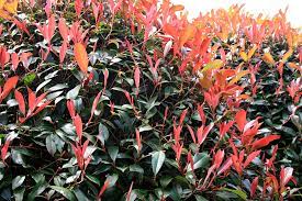 PHOTINIA SERR. RED ROBIN CLT 45 CIRC. TR. 08 - 10 CM STD - Image 2