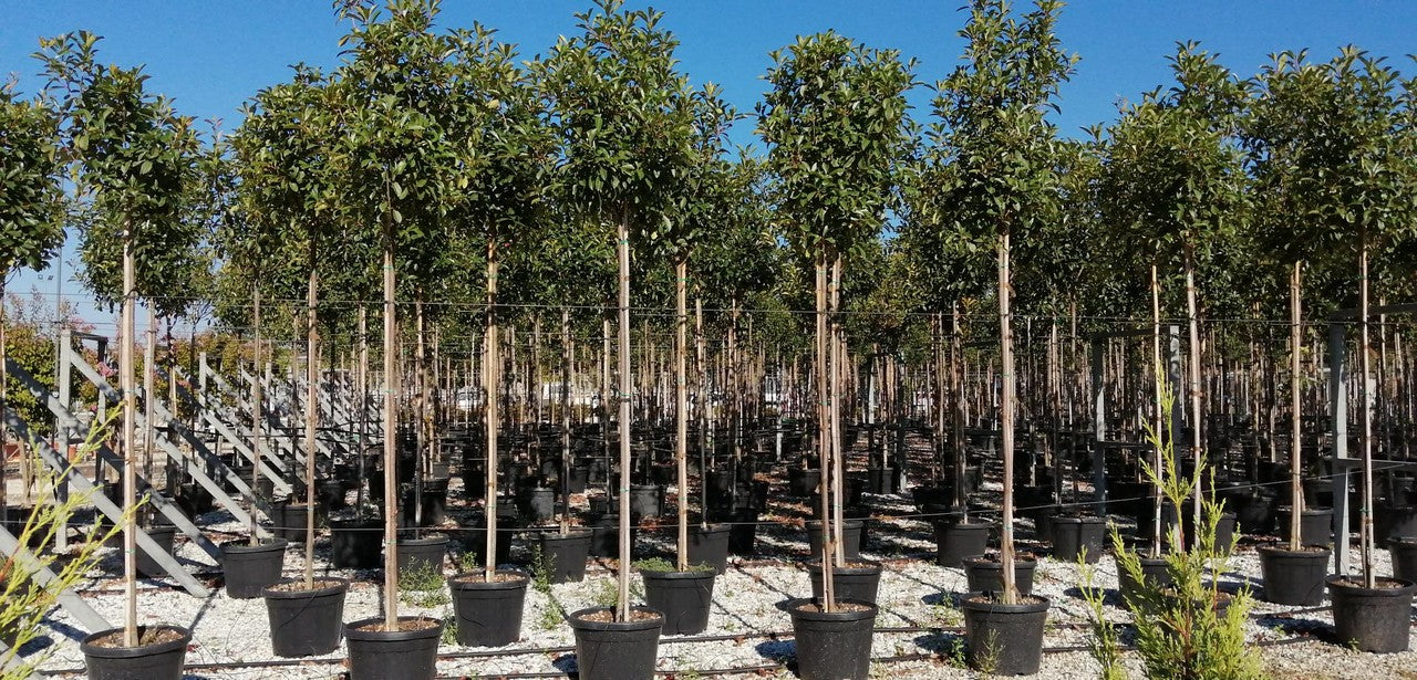 PHOTINIA SERR. RED ROBIN CLT 45 CIRC. TR. 08 - 10 CM STD - Image 3