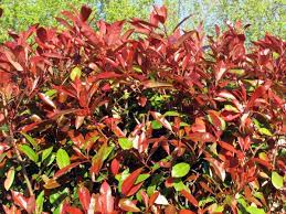 PHOTINIA SERR. RED ROBIN CLT 45   CIRC. TR. 08 - 10 CM  STD SPALL. SU STELO H 100 X L 100 CM - Image 2