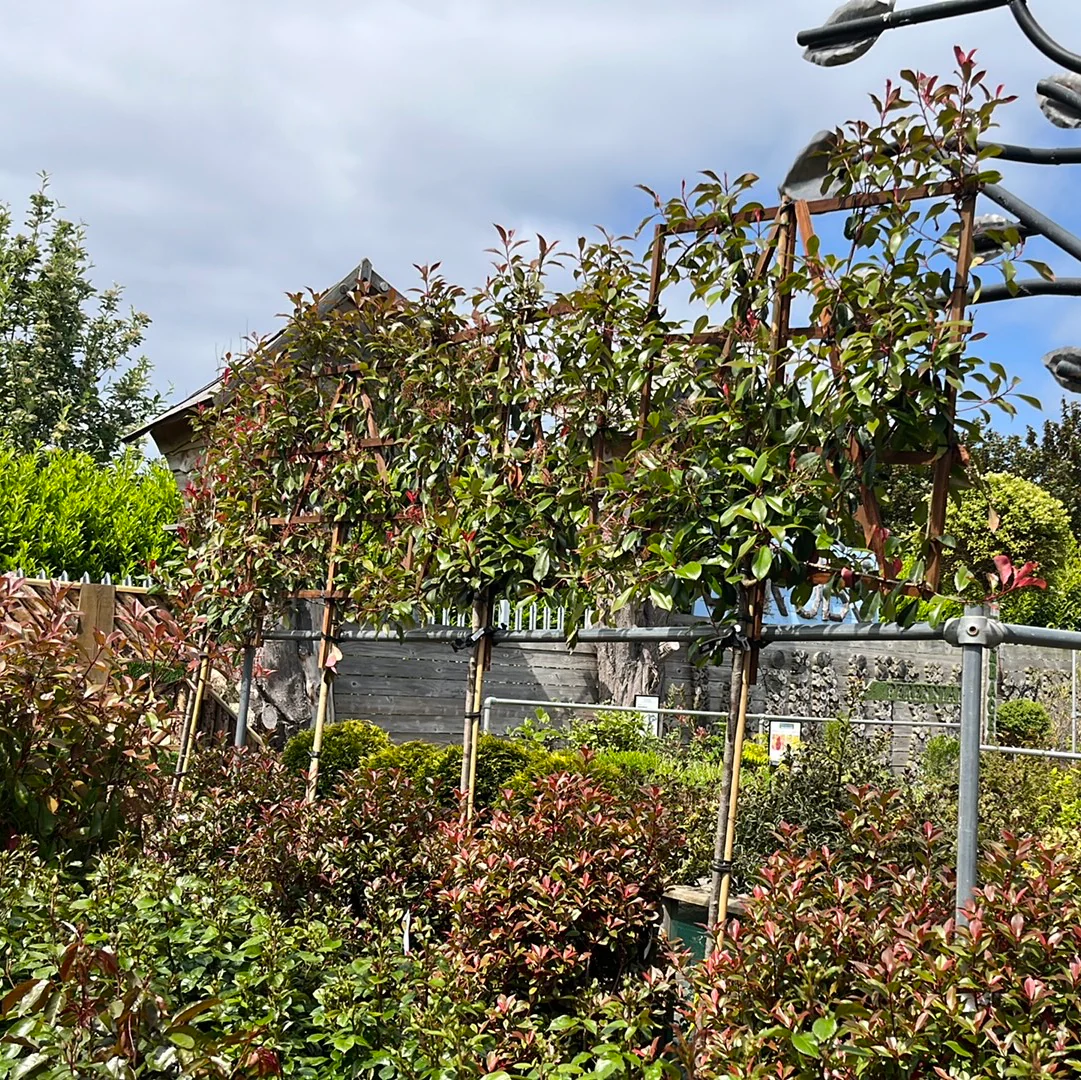 PHOTINIA SERR. RED ROBIN CLT 55   CIRC. TR. 08 - 10 CM  STD SPALL. LEGNO SU STELO 100 X 120 CM