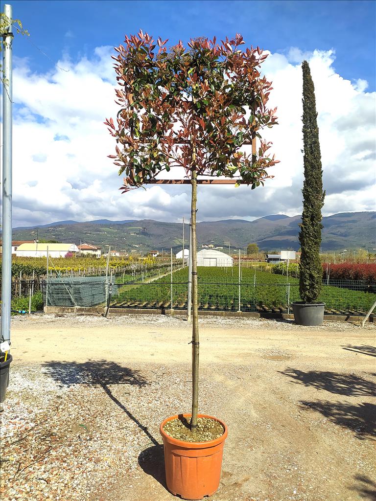 PHOTINIA SERR. RED ROBIN CLT 55   CIRC. TR. 10 - 12 CM  STD SPALL. LEGNO SU STELO 100 X 100 CM - Image 2