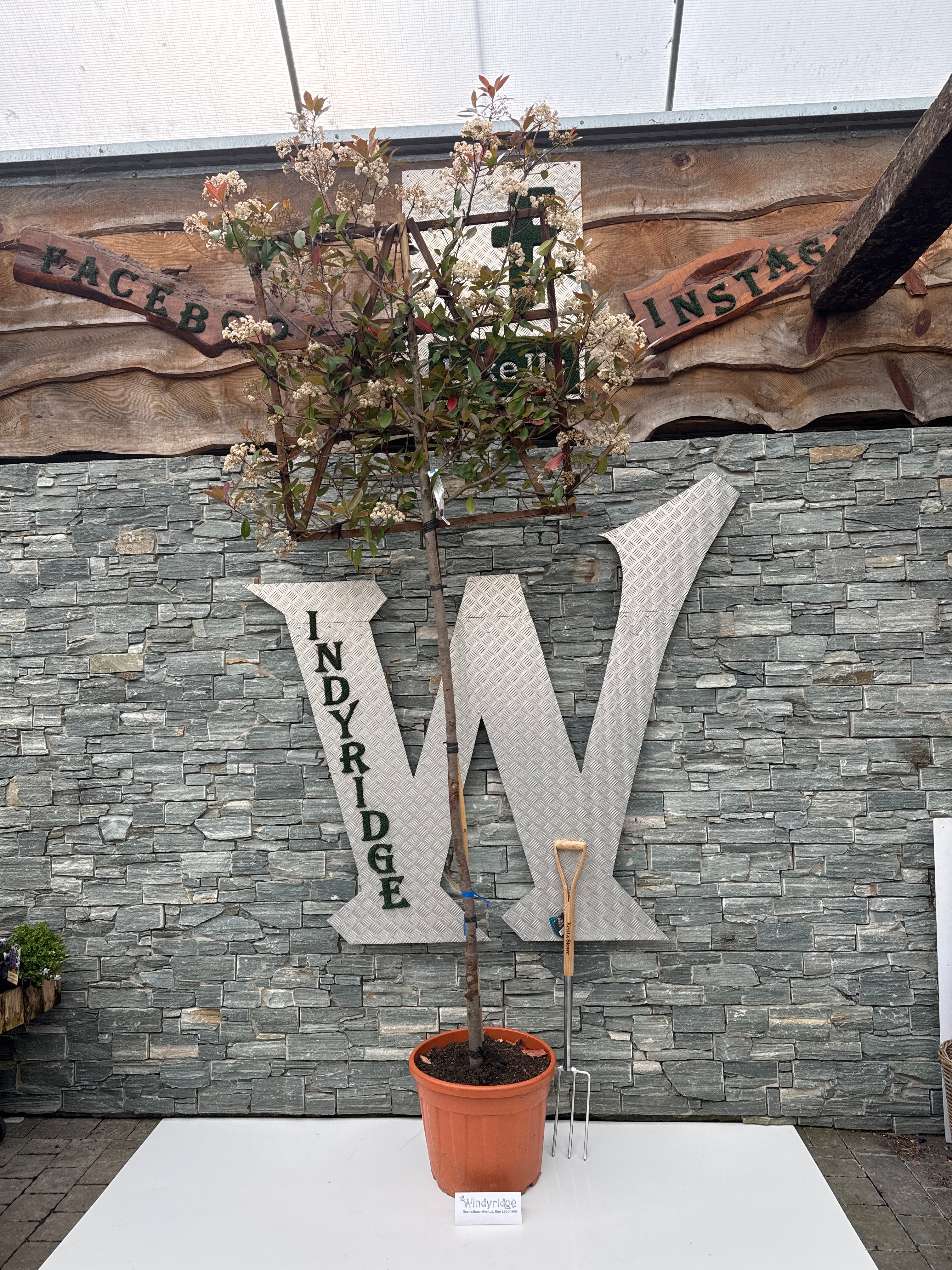 PHOTINIA SERR. RED ROBIN CLT 55   CIRC. TR. 10 - 12 CM  STD SPALL. LEGNO SU STELO 100 X 100 CM - Image 3