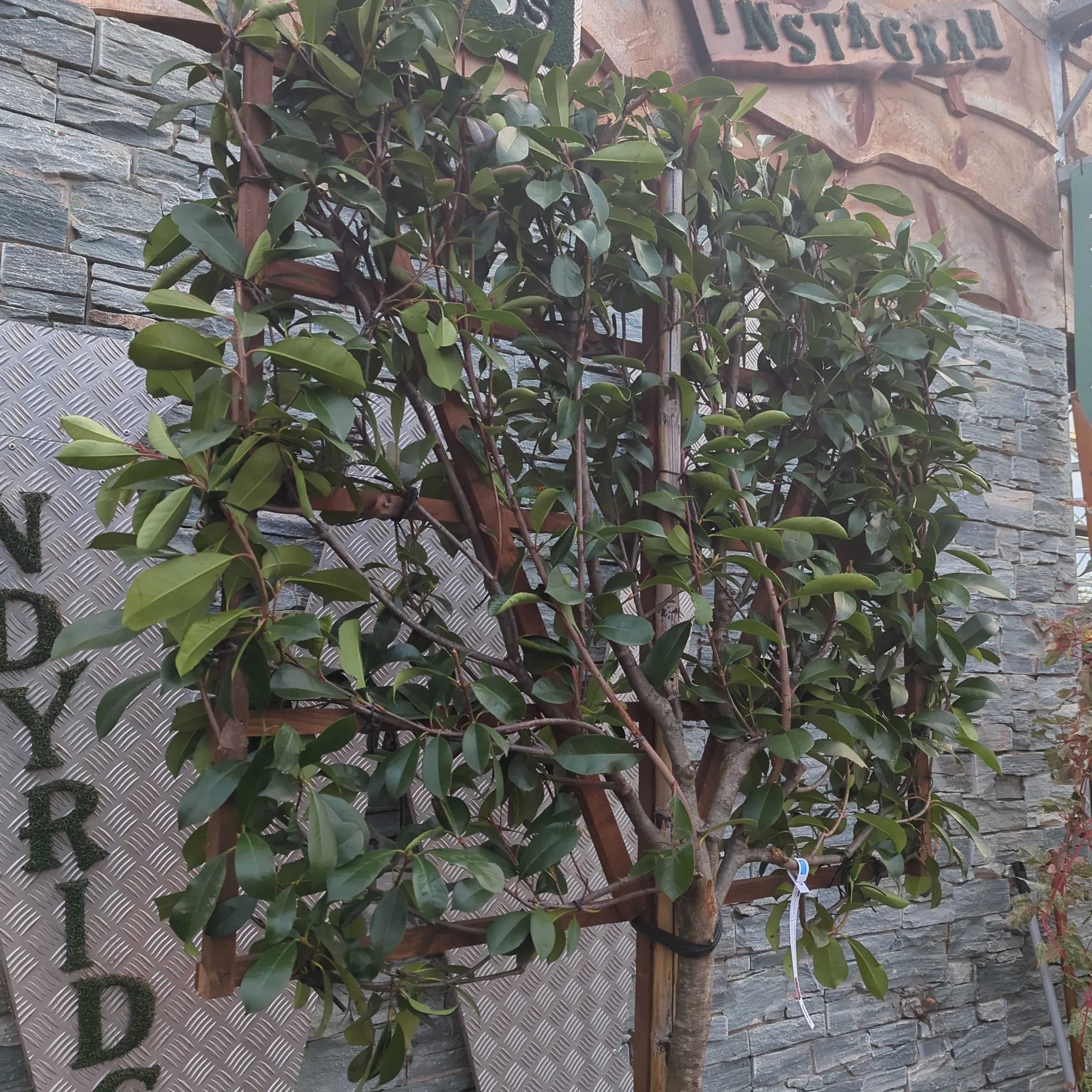 PHOTINIA SERR. RED ROBIN CLT 55   CIRC. TR. 11 - 13  CM  1/2 STD SPALL. LEGNO SU STELO 100 X 120 CM - Image 2