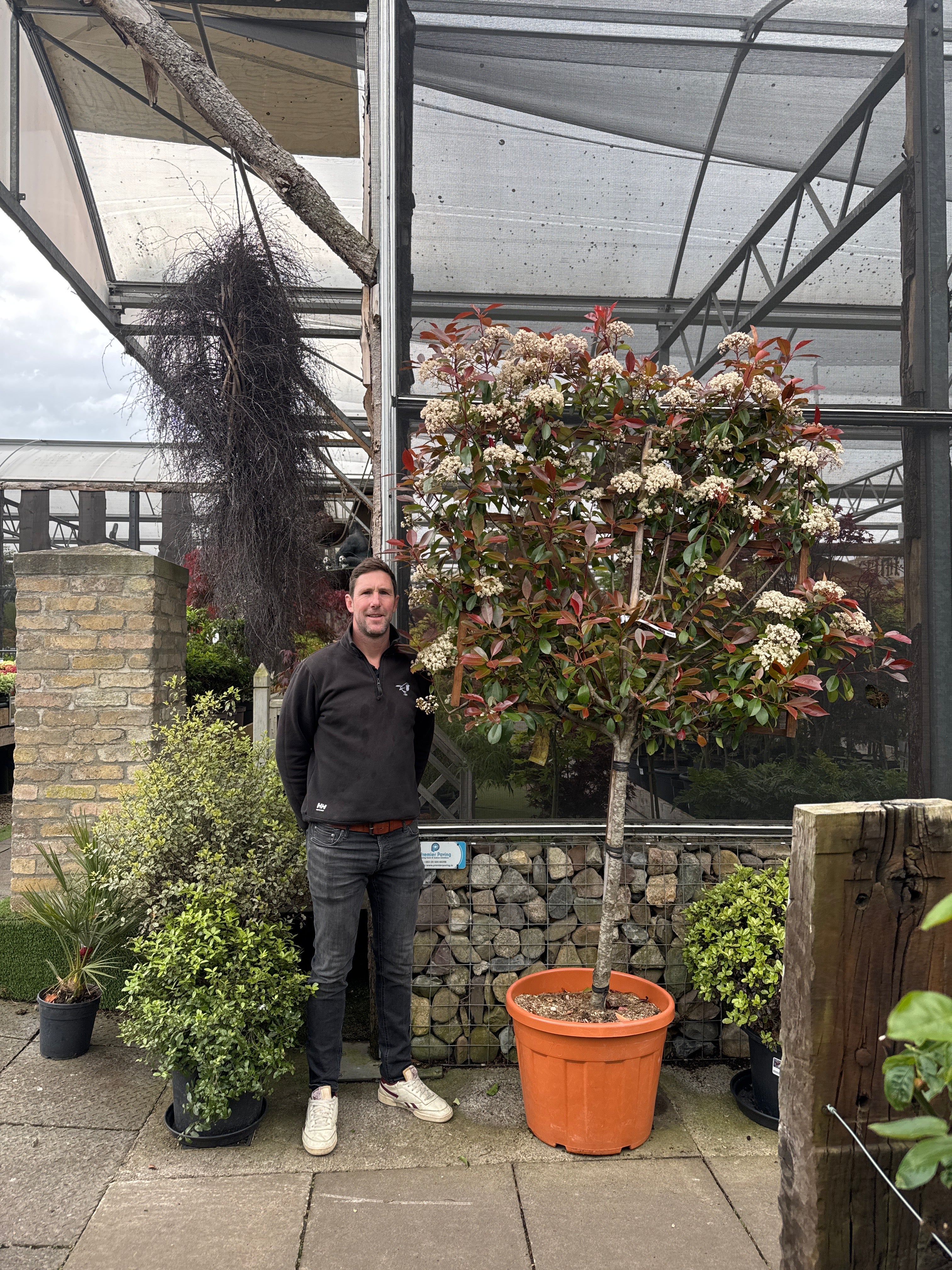 PHOTINIA SERR. RED ROBIN CLT 55   CIRC. TR. 11 - 13  CM  1/2 STD SPALL. LEGNO SU STELO 100 X 120 CM - Image 3