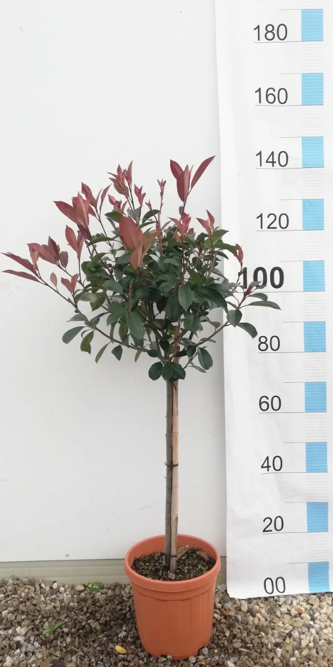 PHOTINIA SERR. RED ROBIN CLT 7 / 10     1/4 STD