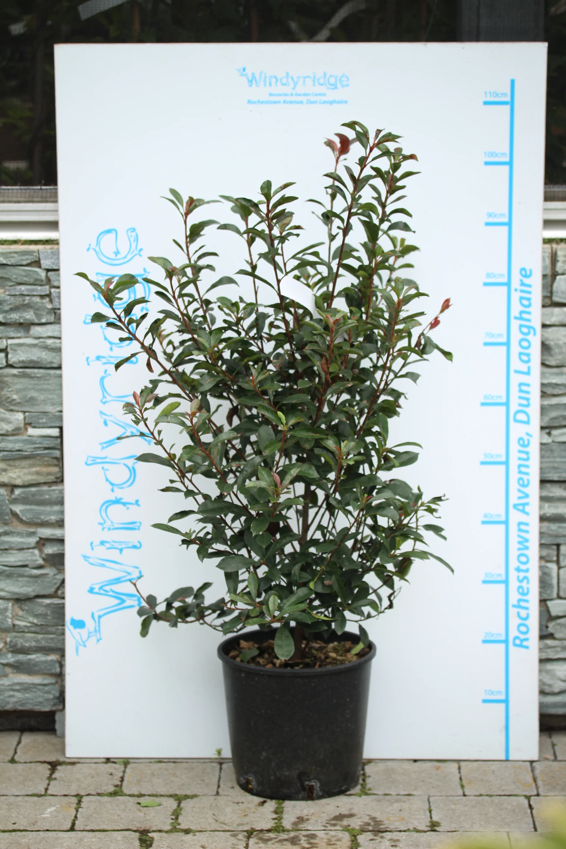 PHOTINIA SERR. RED ROBIN COMPATTA CLT 10 - Image 3