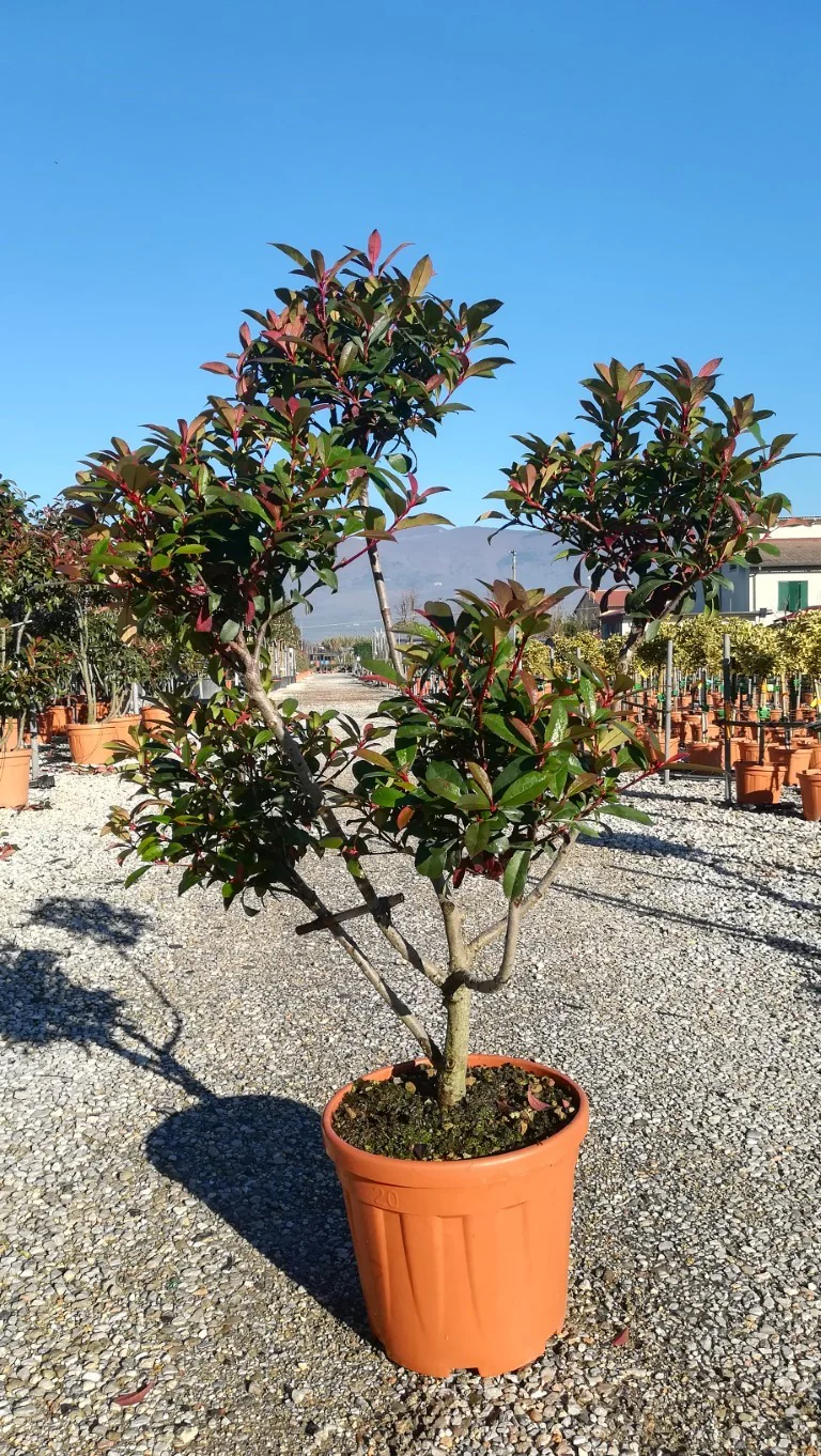 PHOTINIA SERR. RED ROBIN COMPATTA CLT 18 / 20 H 100 - 120 CM     PON PON