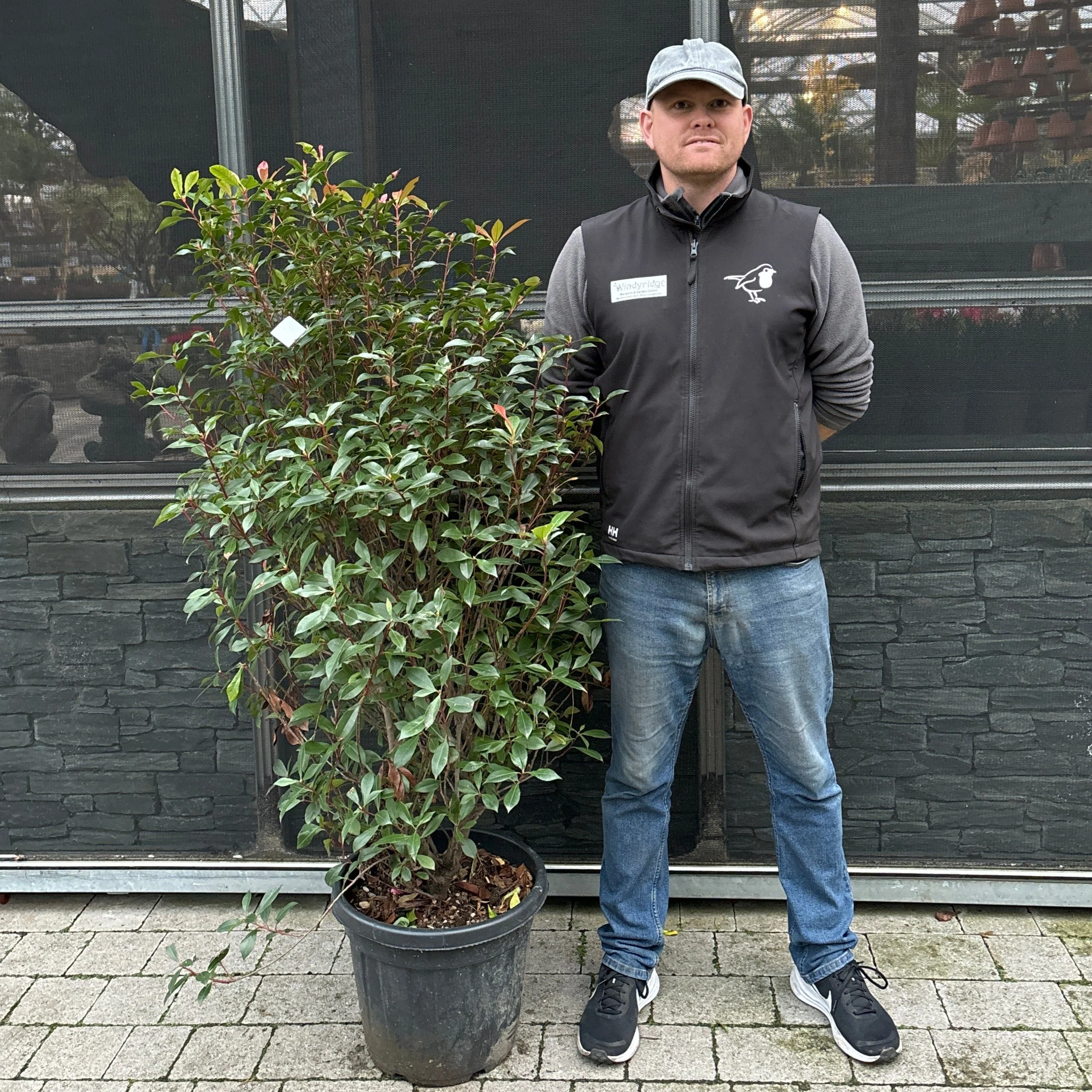 PHOTINIA SERR. RED ROBIN COMPATTA CLT 30 / 35  H 100 - 150 CM